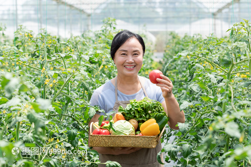 農民蔬菜大棚采摘蔬菜