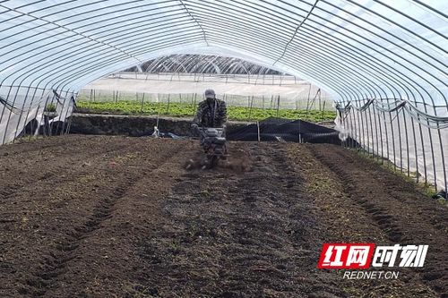 桂東春耕忙，陽光明媚蔬菜香